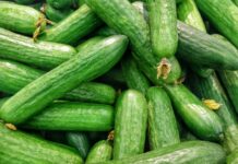 여름철 건강한 간식 선택법 cucumber lot