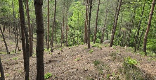 산불로 훼손된 송이, 감염묘를 이용한 인공 재배 기술로 복원한다!