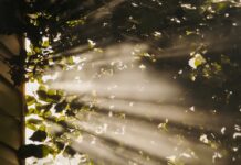 만성피로, 현대인의 고질병…작은 습관 변화로 활력 되찾기 sun rays coming through trees