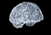 뇌건강, 잘 먹고 잘 자는 것이 핵심…‘브레인 케어’ 라이프스타일이 트렌드로 a close up of a human brain on a black background